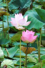 Blooming lotus flower in the farm, Thailand.