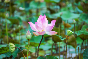 Blooming lotus flower in the farm, Thailand.