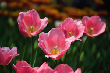 The beautiful blooming tulips in garden  