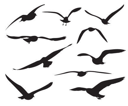 Seagull Set Silhouettes on the white background