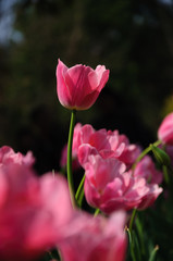 Fototapeta premium Piękne kwitnące tulipany w ogrodzie