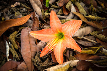 Beautiful Blossoms of Amaryllis flower