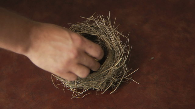 Golden egg in birds nest