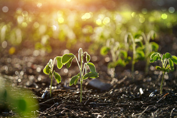 Green sprout growing from seed