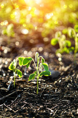 Green sprout growing from seed