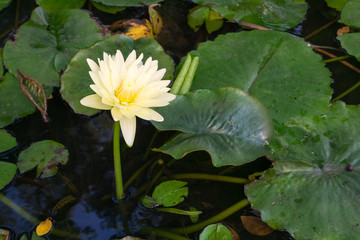 The beautiful yellow lotus flower on lotus pond at the garden.