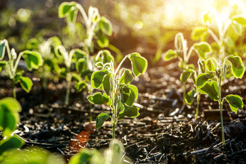 Green sprout growing from seed