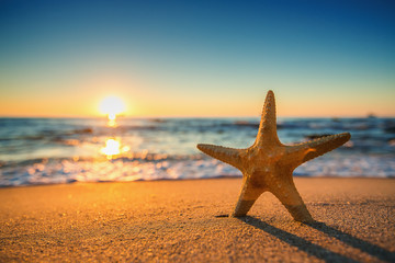 Plakat Starfish on the beach