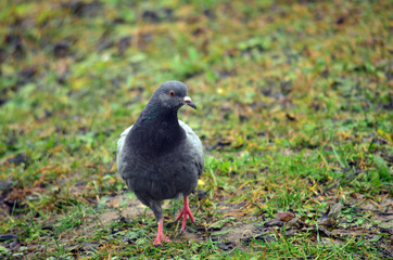 gołąb © wedrownik52