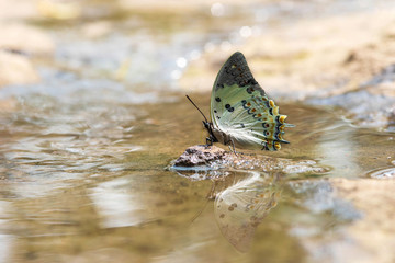 Jewelled Nawab butterfly
