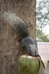Squirrel eating coconut tied at the tree