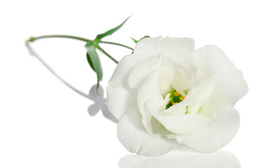 Beautiful white flower with leafs  on white background.  Eustoma