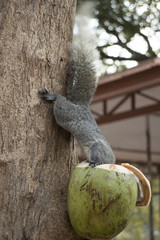 Squirrel eating coconut tied at the tree