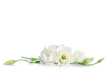 Beautiful eustoma flowers isolated on white background and free