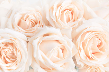 Fototapeta premium Soft full blown delicate roses as a neutral background. Selective focus.