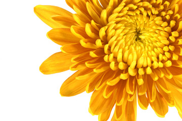 chrysanthemum flower