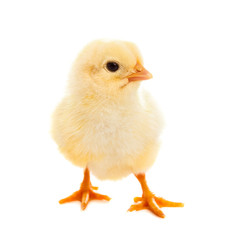 Little chicken isolated on white