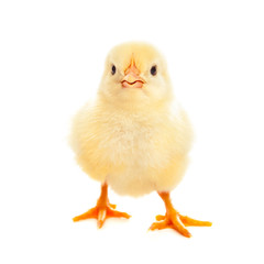 Little chicken isolated on white