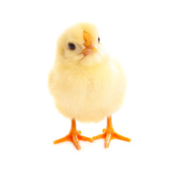 Little chicken isolated on white