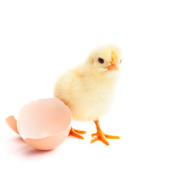 beautiful little chick and eggshell - obrazy, fototapety, plakaty