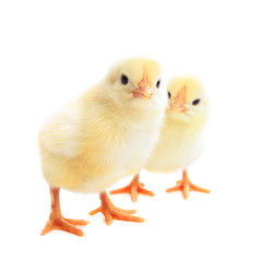 two young chicks