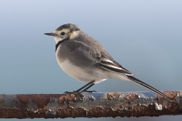 Pied Wagtail, winter female, Penzance, Cornwall, England, UK.
