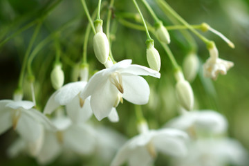 Fototapeta premium Macro shot of white flowers are fragrant (Wrightia religiosa Ben