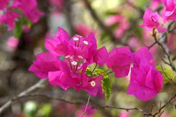 Bougainvillea flower.