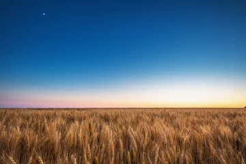 Golden wheat field and blue sky