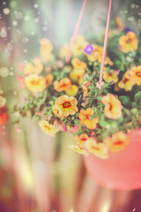 Hanging garden flowers in pot on lovely outdoor summer nature background with sun light and bokeh. Hanging Petunia flowers. Decorative flowers