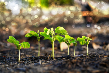 Green sprout growing from seed