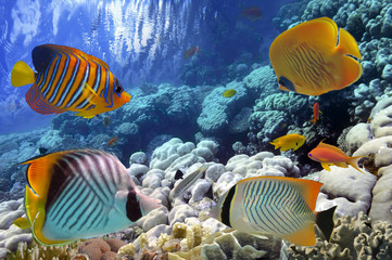 Naklejka premium Tropical fish and Hard corals in the Red Sea, Egypt