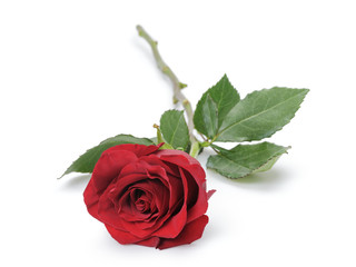 one dark red rose isolated on white background