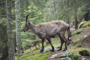 Female alpine ibex on the rocks in a wood