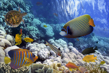Obraz na płótnie Canvas Coral Reef and Tropical Fish iin the Red Sea, Egypt