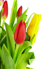 Bouquet of colorful tulips.