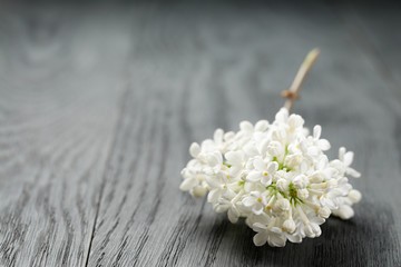 Fototapeta na wymiar white lilac flower over wood table, shallow depth of field