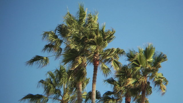 Palm trees and blue sky, Beverly Hills, California