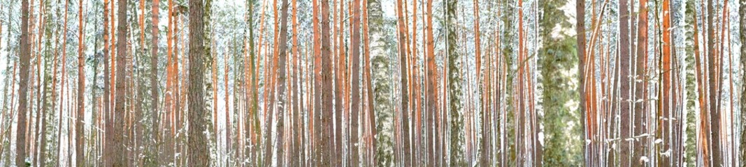 Fototapeta premium Winter forest