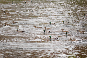 many ducks swimming in lake or pond, cloudy weather