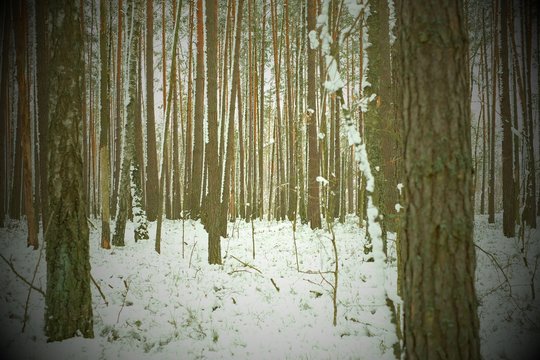Fototapeta Winter forest