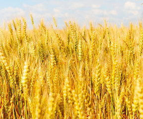 Ears of wheat