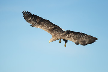 Obraz premium White-tailed Eagle Hunting