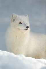 Arctic Fox in Winter