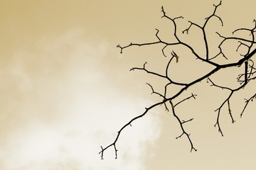 Branch of tree in vintage color.