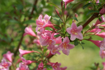 Fototapeta na wymiar Weigela florida