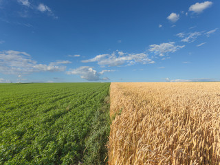 Wheat and clover fields at idyllic sunny summer day