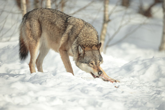 A Lone Wolf