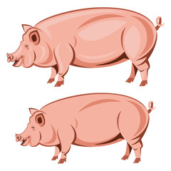 Pig