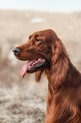 Irish setter portrait